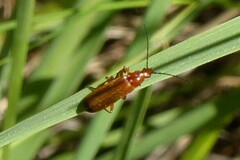 Rhagonycha fulva