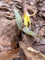 Erythronium