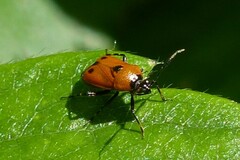 Deraeocoris punctum