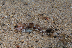 Gobius roulei