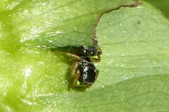 Heliophanus cupreus