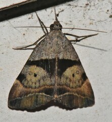 Acantholipes