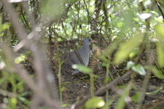 Crypturellus tataupa