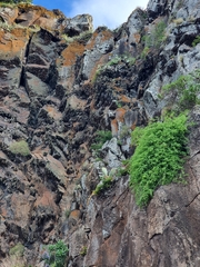 Asparagus umbellatus image