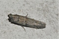 Cadra cautella