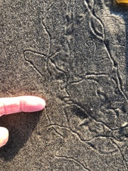 Emerita analoga