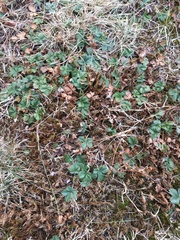 Potentilla canadensis