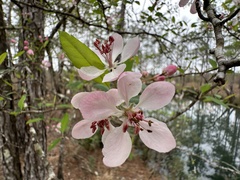 Malus angustifolia