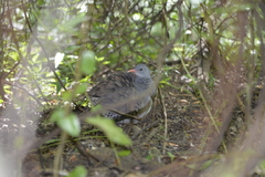 Crypturellus tataupa