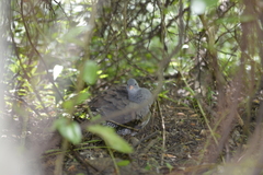 Crypturellus tataupa