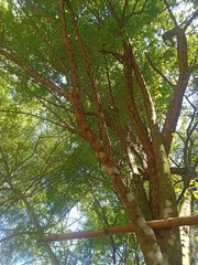 Parmentiera aculeata