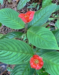 Palicourea tomentosa
