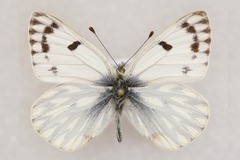 Pontia callidice