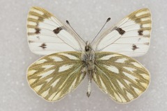 Pontia callidice