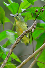 Vireolanius pulchellus