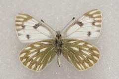 Pontia callidice
