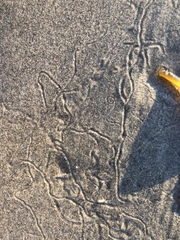 Emerita analoga