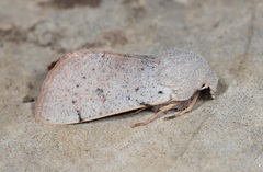 Perigrapha rorida