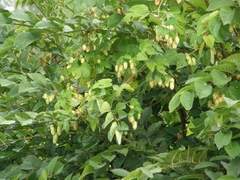 Humulus lupulus