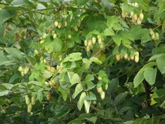 Humulus lupulus