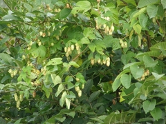 Humulus lupulus