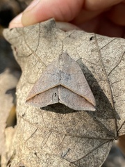 Argyrostrotis