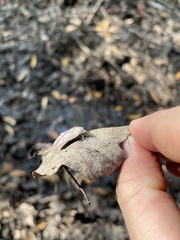 Argyrostrotis