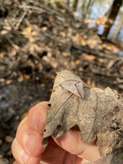 Argyrostrotis