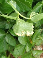 Puccinia smyrnii