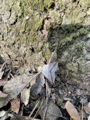 Argyrostrotis