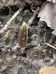Trillium nivale