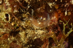 Polycera quadrilineata