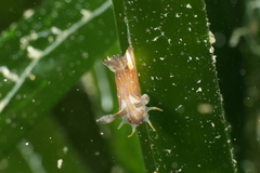 Polycera quadrilineata