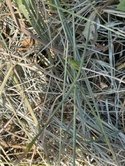 Acrididae
