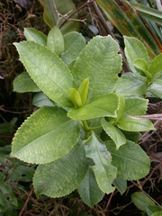 Ascarina marquesensis