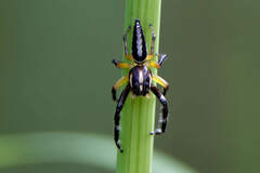 Mopsolodes australensis