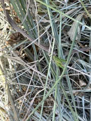 Acrididae