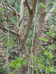 Broussonetia papyrifera