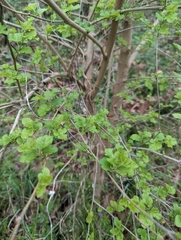 Broussonetia papyrifera