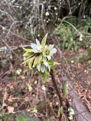 Oemleria cerasiformis