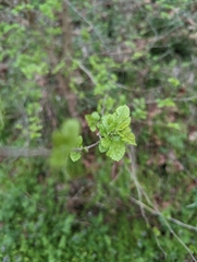 Broussonetia papyrifera