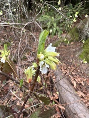 Oemleria cerasiformis