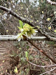 Oemleria cerasiformis