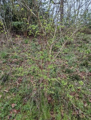 Broussonetia papyrifera