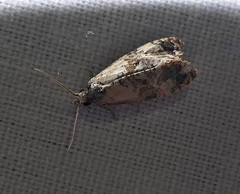 Cochylis