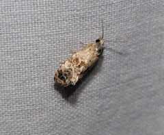 Cochylis