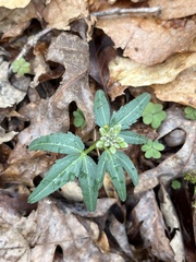 Cardamine concatenata