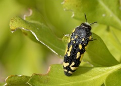 Acmaeodera macra