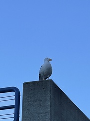 Larus occidentalis