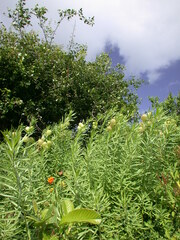 Asclepias curassavica